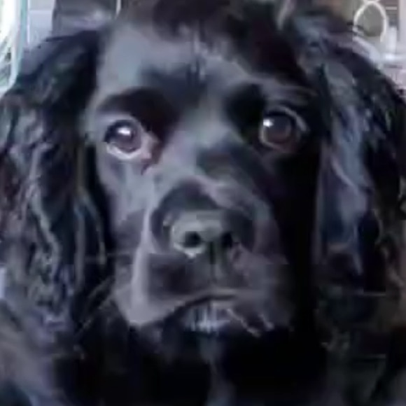 Meet your Posher, Teah - Picture 1 of 1